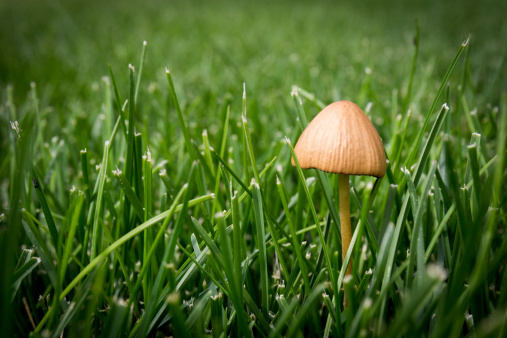 Lonely mushroom amongst the green field