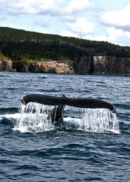 Whale of a Tale Whale Tale off the coast of Newfoundland canada whale tale stock pictures, royalty-free photos & images