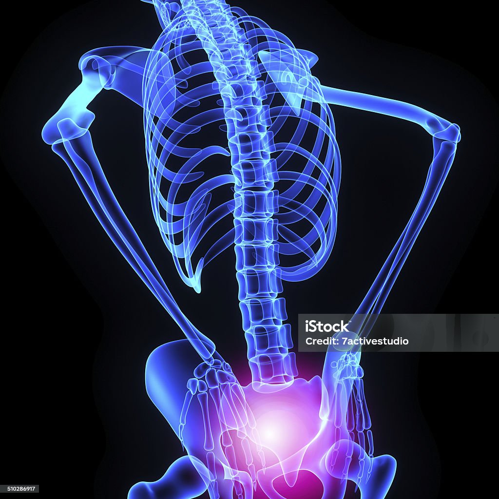 Hip joint The hip bone is formed by three bones; ilium, ischium, and pubis. Human Groin Stock Photo