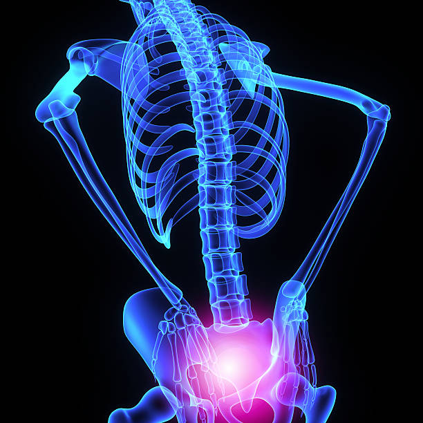 160+ Pelvic Girdle Stock Photos, Pictures & Royalty-Free Images