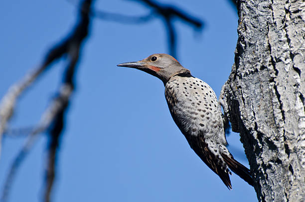 istock Northern Flicker Clinging To Side of Tree 510287349