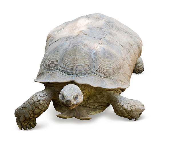 istock african spurred tortoise 510287487