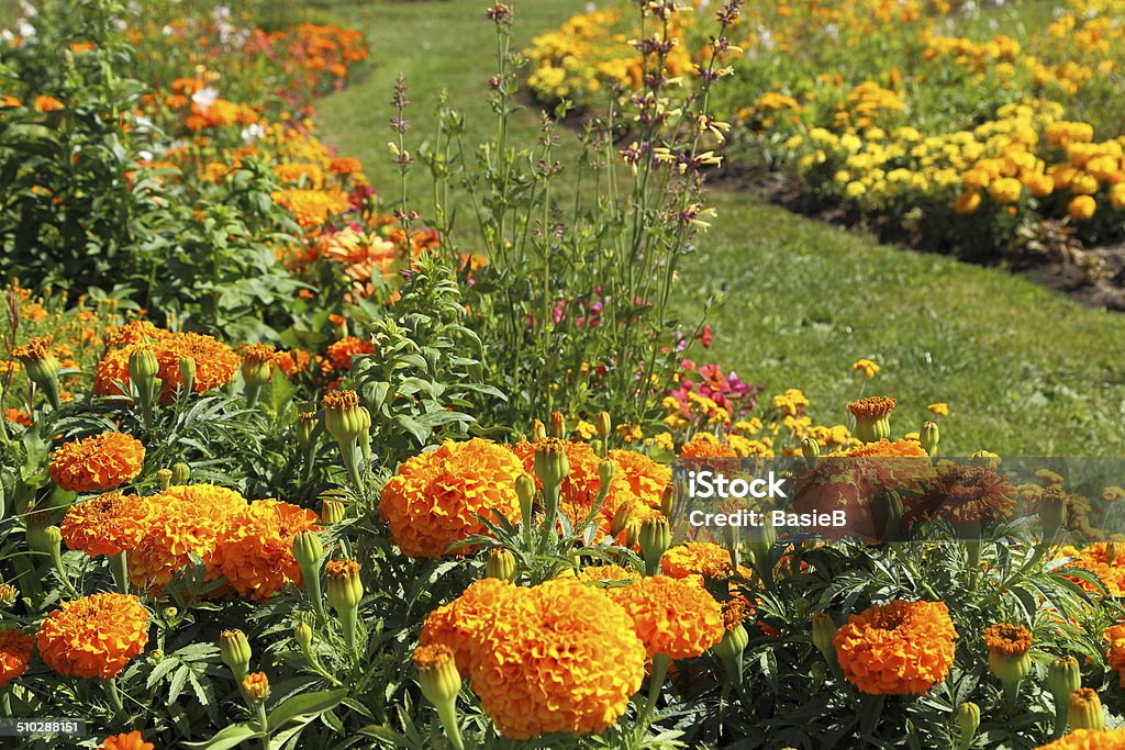 Flower garden im Sommer - Lizenzfrei Blumenausstellung Stock-Foto