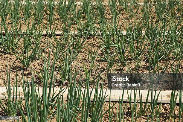 Zwiebeln In Garten Stockfoto und mehr Bilder von Eigen-Anbau - Eigen-Anbau, Erdreich, Extreme Nahaufnahme