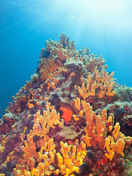 istock Tube Sponge 510289065