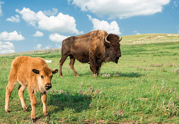 image of a huge big brown buffalo and little calf in the foreground standing in a green meadow with purple flowers under a bright blue sky with white clouds in the summer time