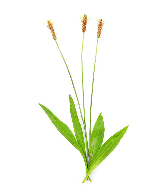 istock The Ribwort plantain. 510289489