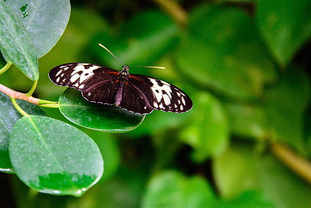 istock red and black Common Postman butterfly 510289673