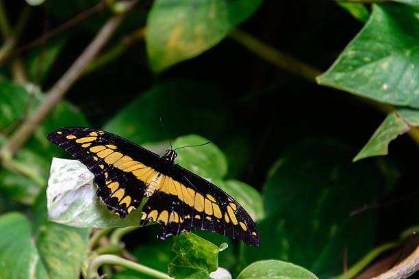 istock black and yellow Giant Swallowtail butterfly 510289799