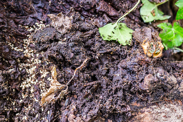 Ant colonies in anthill Black orange ant colonies on black brownish ground anthill with black holes, white eggs, dark crumbs, food, green and yellow leaves in an Italian garden during a summer sunny day termite queen stock pictures, royalty-free photos & images