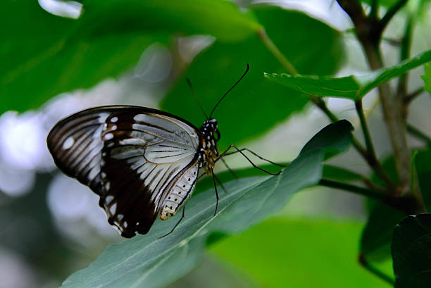istock brown and white swallowtail butterfly 510290715