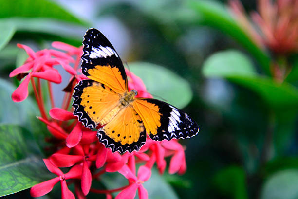 istock orange and black Plain Tiger butterfly on a pink flower 510290719