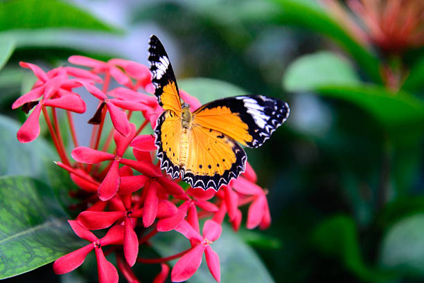 istock orange and black Plain Tiger butterfly on a pink flower 510290735