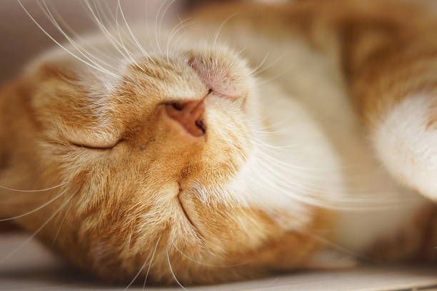 istock The cat which sleeps 510291423