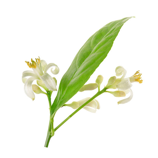 istock Branch of a lemon tree with flowers Isolated on white 510292017
