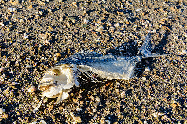 peixe de esqueleto na areia - thoracic vertebrae - fotografias e filmes do acervo