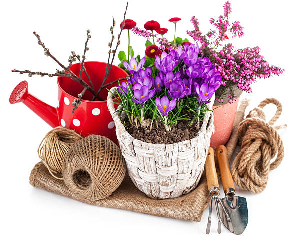 istock Garden flowers crocus in wicker basket 510301490