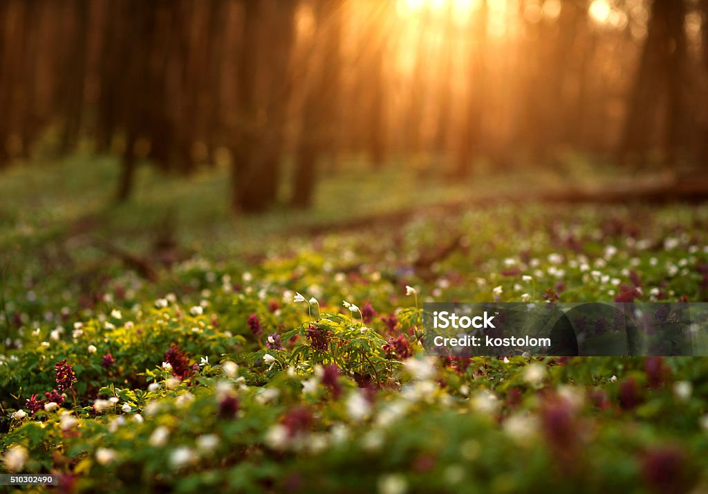 Flowering green forest on sunset , spring nature background Forest Stock Photo