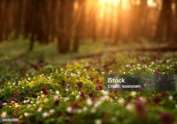 Flowering Green Forest On Sunset Spring Nature Background Stock Photo - Download Image Now