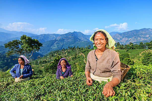 Indian pickers plucking tea leaves in Darjeeling, India Indian women plucking tea leaves in Darjeeling, West Bengal. India is one of the largest tea producers in the world, though over 70% of the tea is consumed within India itself. darjeeling stock pictures, royalty-free photos & images