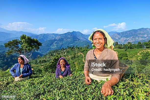 Indian Pickers Plucking Tea Leaves In Darjeeling India Stock Photo - Download Image Now