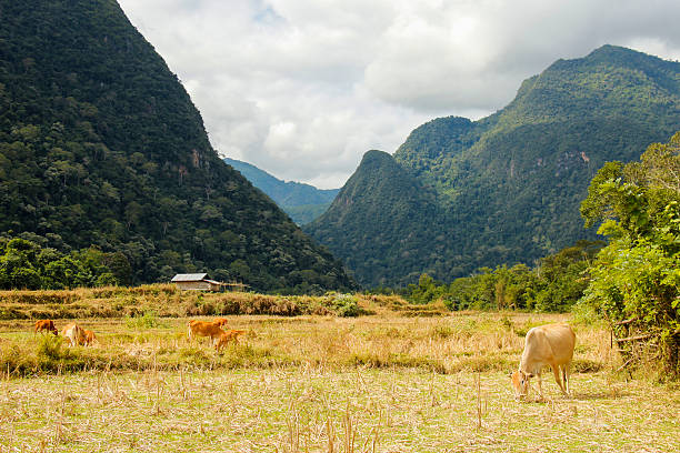 Cows in rice fields surrounded by mountains in Muang Ngoi