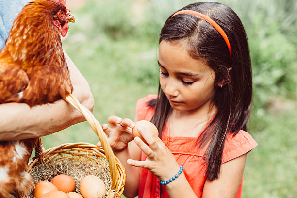 istock Girl gathering eggs for Easter 510303148