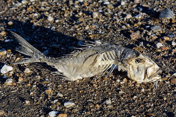 peixe de esqueleto na areia - thoracic vertebrae - fotografias e filmes do acervo