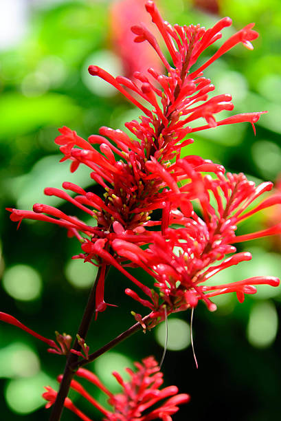 istock red flowering Firespike plant 510303335