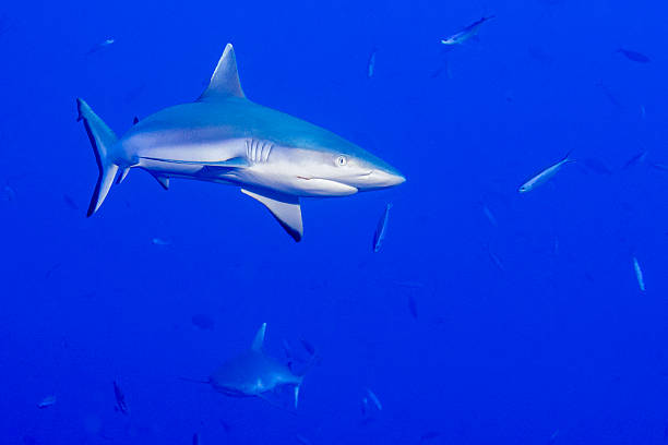 istock Grey shark ready to attack underwater 510303730