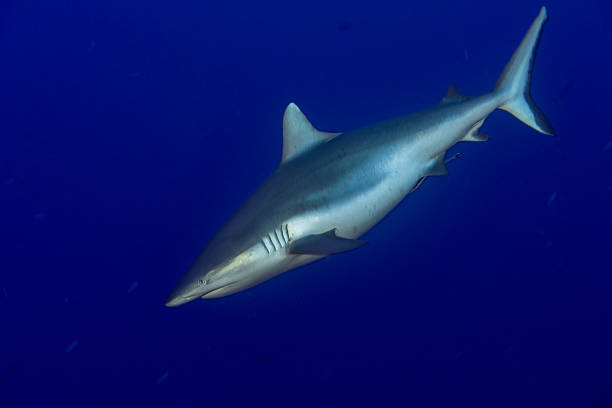 istock Grey shark ready to attack underwater 510303742