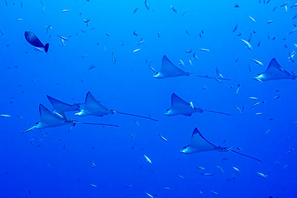 istock eagle ray manta while diving in Maldives 510303794