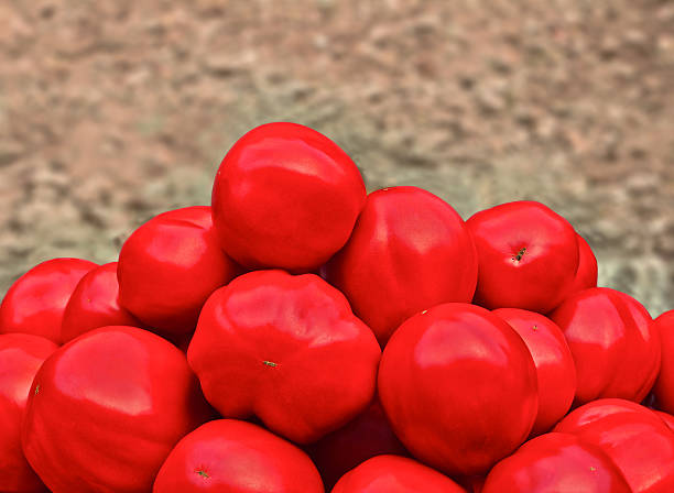istock bunch of red tomatoes 510303805