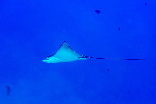 istock eagle ray manta while diving in Maldives 510303806