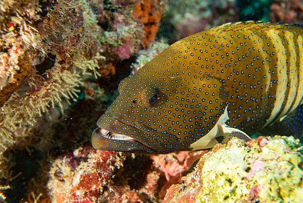 istock colorful grouper isolated on ocean 510303928