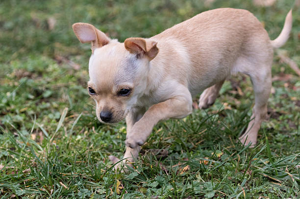 istock Running Chihuahua puppy 510304110