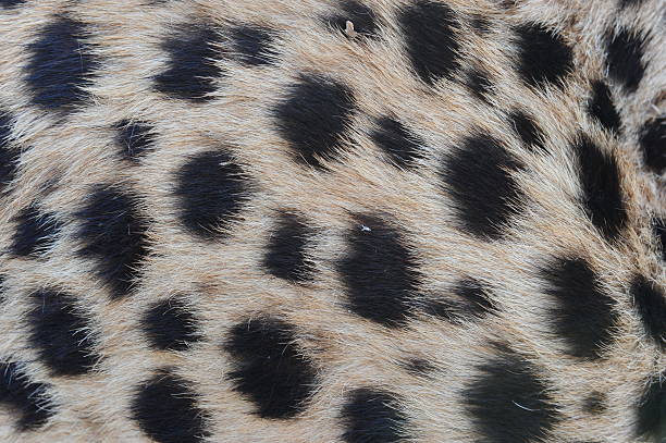 Close-up fur pattern of the Cheetah