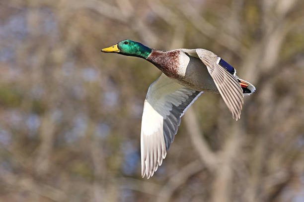 istock Male Mallard Duck 510304202