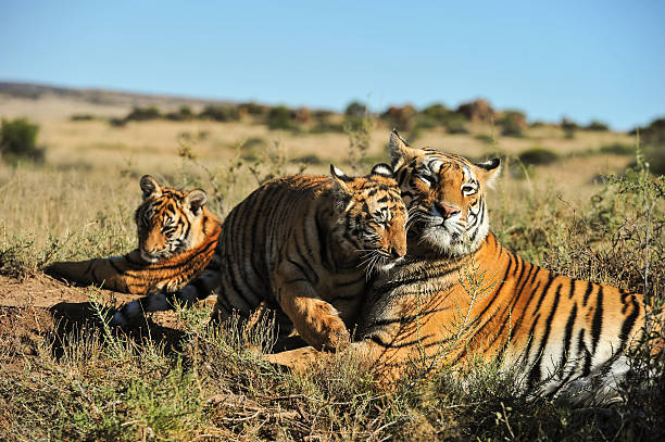 istock Bengal Tiger with her cub 510304545