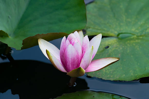 istock Pink water lily 510305051