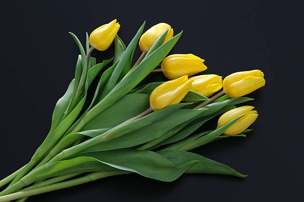 Tulipanes amarillos sobre fondo oscuro - foto de stock