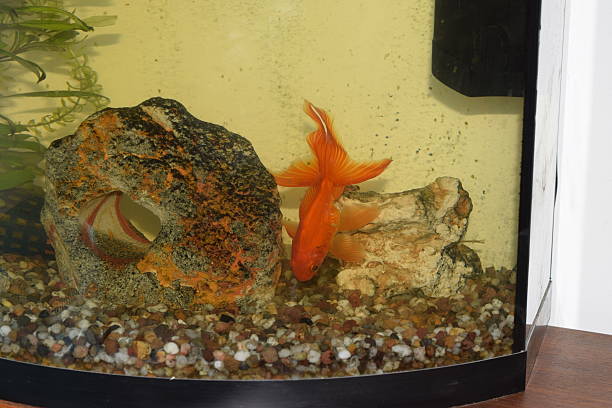 istock fantail goldfish in tank 510305488