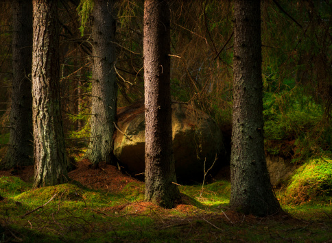 Forest with conifers and big boulder in magic evening light