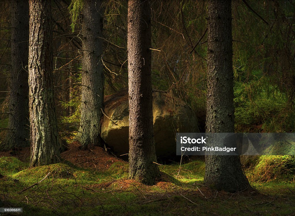 Forest in magic evening light Forest with conifers and big boulder in magic evening light Forest Stock Photo