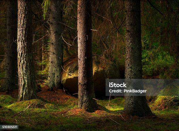 Forest In Magic Evening Light Stock Photo - Download Image Now - Forest, Sweden, Spruce Tree