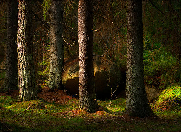 forest in magic evening light - svensk skog bildbanksfoton och bilder