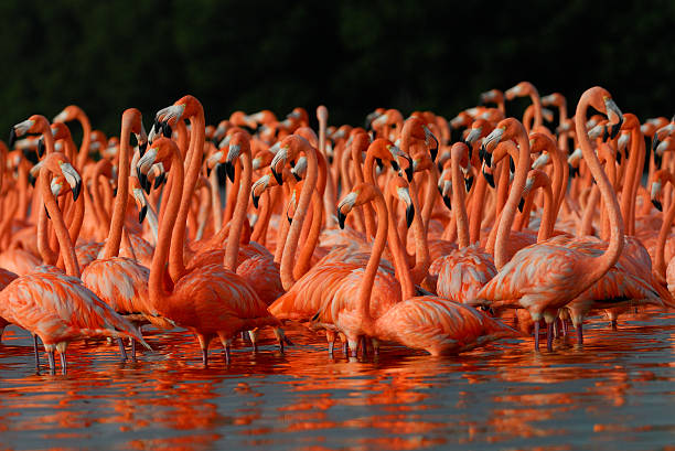 istock Greater Flamingos 510305742