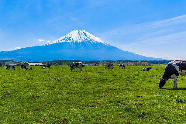 istock Cattle grazing in Asagirikogen to Mount Fuji views 510305813