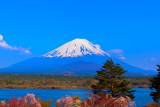 istock Cherry blossom tree and Mount Fuji 510305845