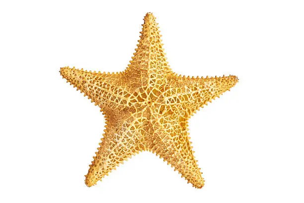 seastar starfish  isolated on white background
